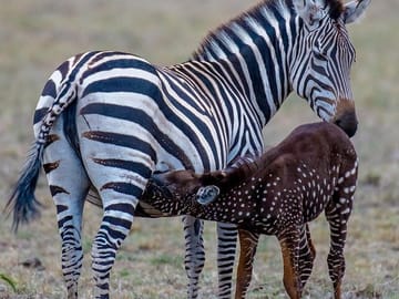 3-Day Samburu safari from Nairobi
