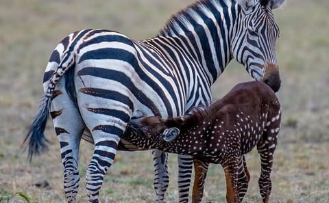 3-Day Luxury Safari Tour to Samburu from Nairobi