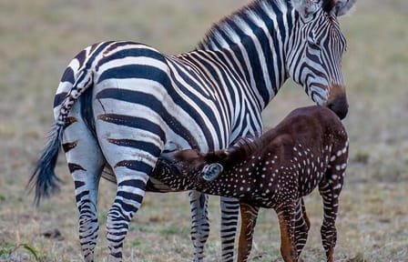 3-Day Luxury Safari Tour to Samburu from Nairobi
