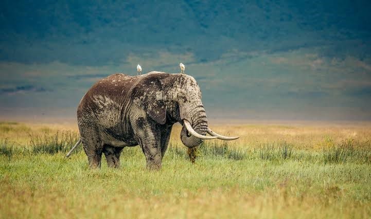 A large African elephant walking through tall yellow-green grass in an open landscape under a clear blue sky.