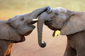 Small Group to Aquila Big5 Private Game Reserve with Wine Tasting