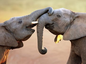 Small Group Safari and Wine Tasting Near Cape Town