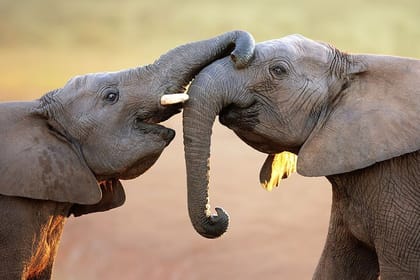 Small Group to Aquila Big5 Private Game Reserve with Wine Tasting