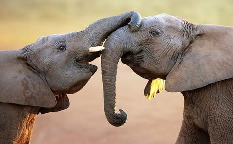 Small Group Safari and Wine Tasting Near Cape Town