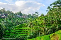 Private Sightseeing Tour of Ubud