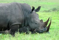Rhino at Tala Game Reserve
