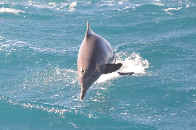 Swim With Dolphin By small-group Speedboat &amp; Transfer - Hurghada