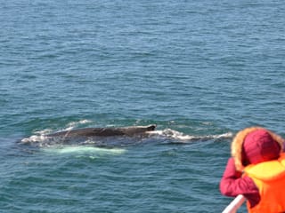 Reykjavík Classic Whale Watching , photo 15