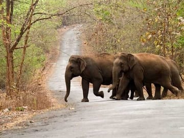 Day Trip from Goa to Anshi National Park and Dandeli Adventure