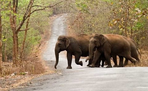 Day Trip from Goa to Anshi National Park and Dandeli Adventure