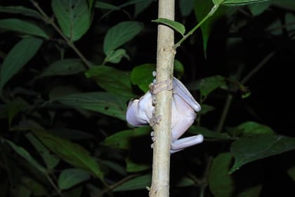 NativosCorcovado Night Hike