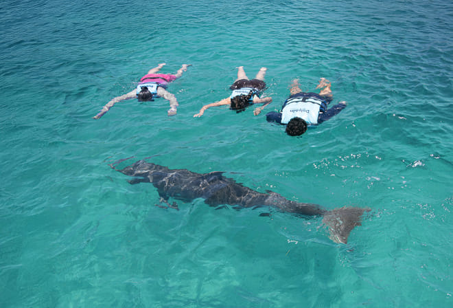 Akumal: Dolphin Connection Program photo 4
