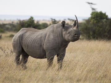 3 DAYS, 2 NIGHTS SAFARI TO OL PEJETA CONSERVANCY
