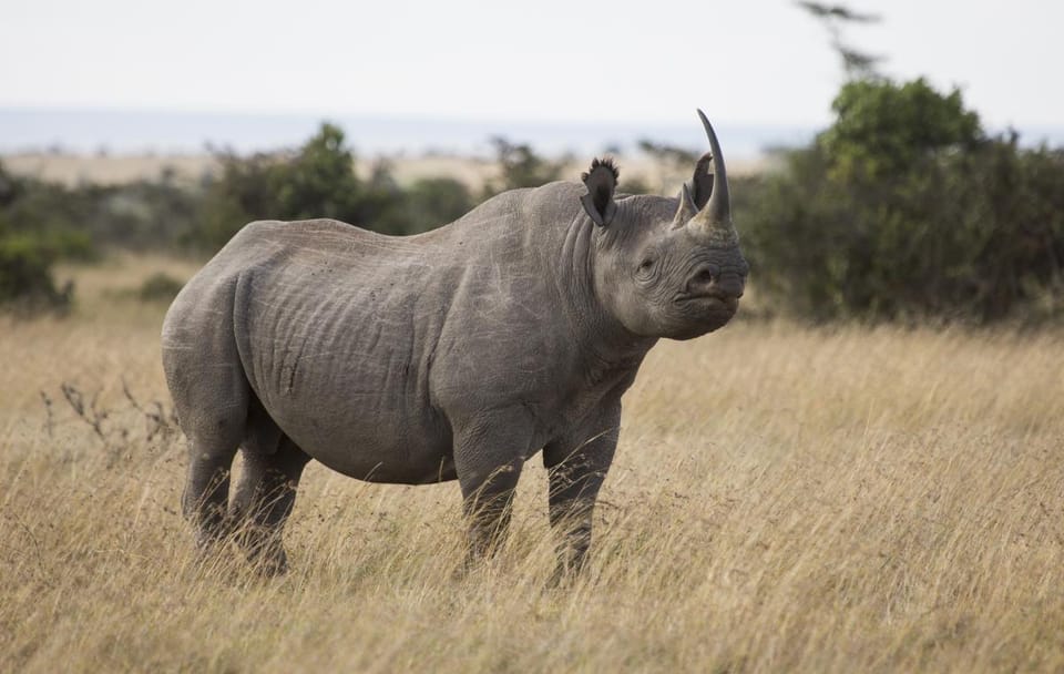 3 DAYS, 2 NIGHTS SAFARI TO OL PEJETA CONSERVANCY
