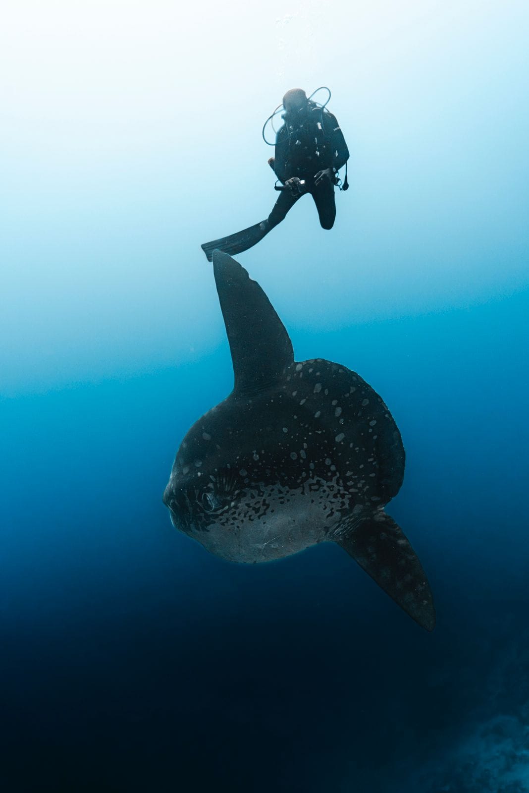 海のマンボウとしても知られるモラ・モーラが優雅に水に浮かんでいる姿はめったにありません。