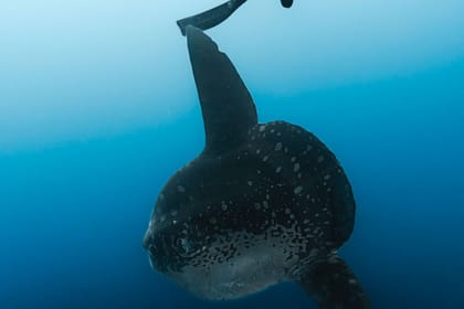 Dive with Tiger Sharks in Fuvahmulah, Maldives - 8 Days