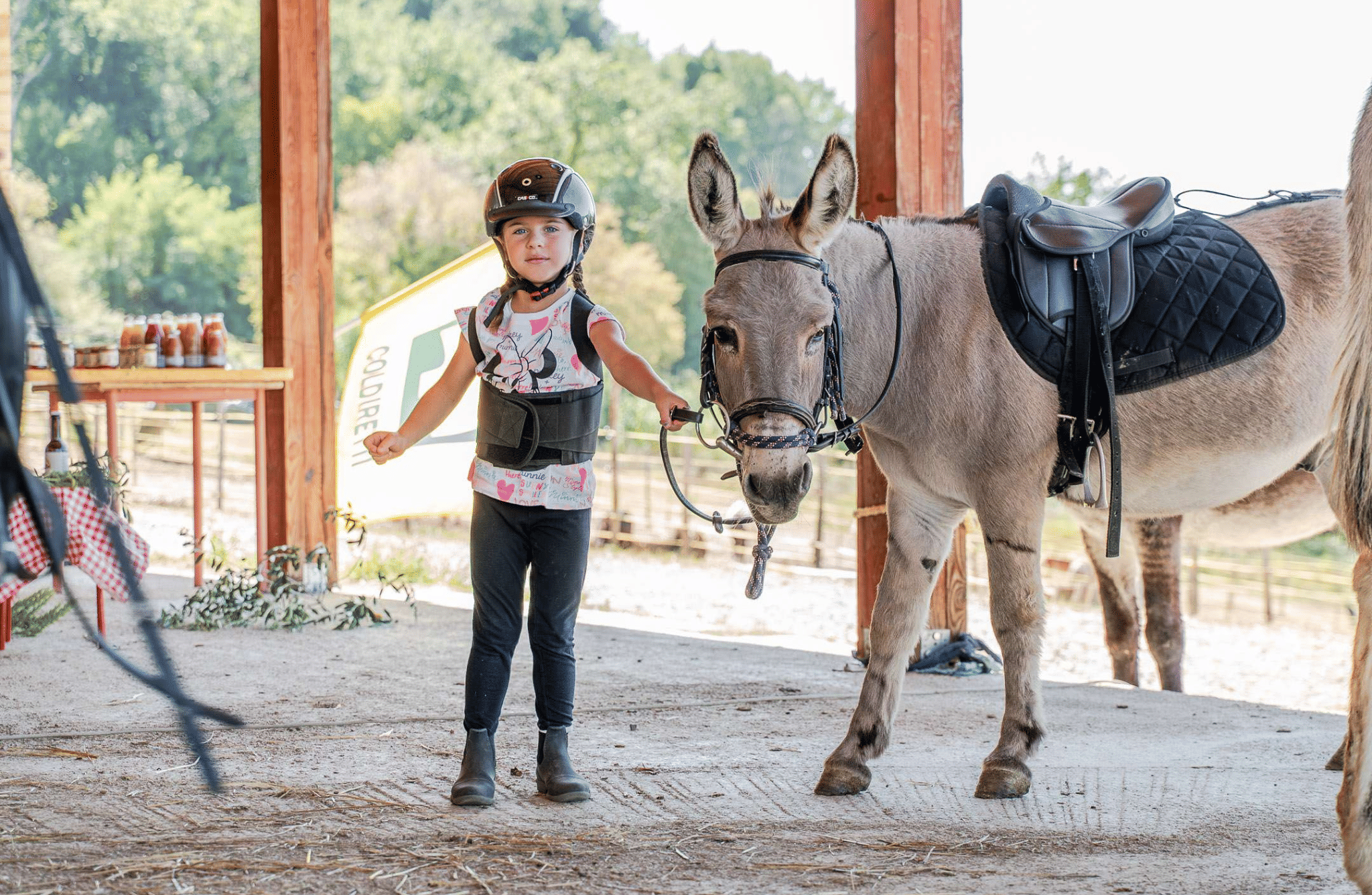 Walk with Donkeys in the Olive Orchard near Florence