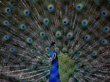 Dancing Peacock at Central Zoo, Jawalakhel