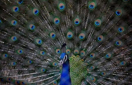 Private Day Trip to Central Zoo at Jawalakhel