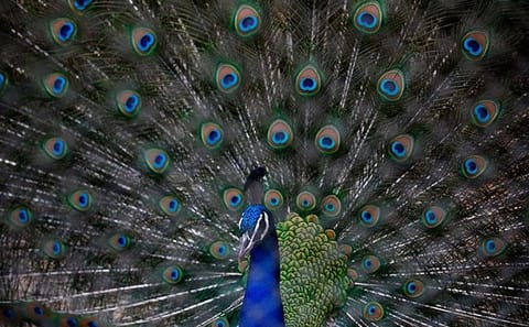 Private Day Trip for Birdwatching at Central Zoo, Kathmandu