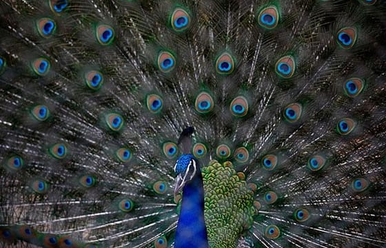 Private Day Trip to Central Zoo at Jawalakhel