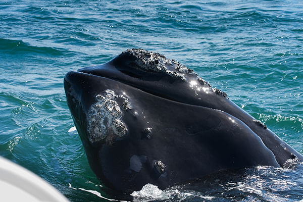 Hermanus tour. From Cape Town. Guided
