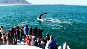 Whale Watching and Hermanus Wine Route: Private Guided Day Tour from Cape Town