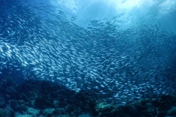 Private Snorkeling Tour of Moalboal's Sardine Run in Cebu