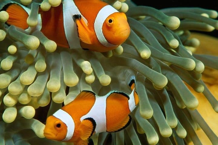 Marsa-Alam Snorkeling day trip Nefertari Cruise