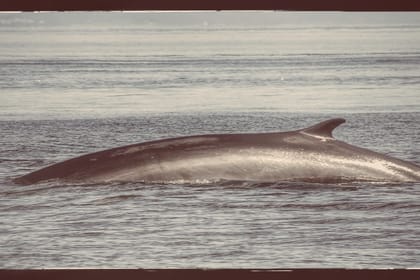 Whale Watching & Northern lights Combo Cruise from Reykjavik