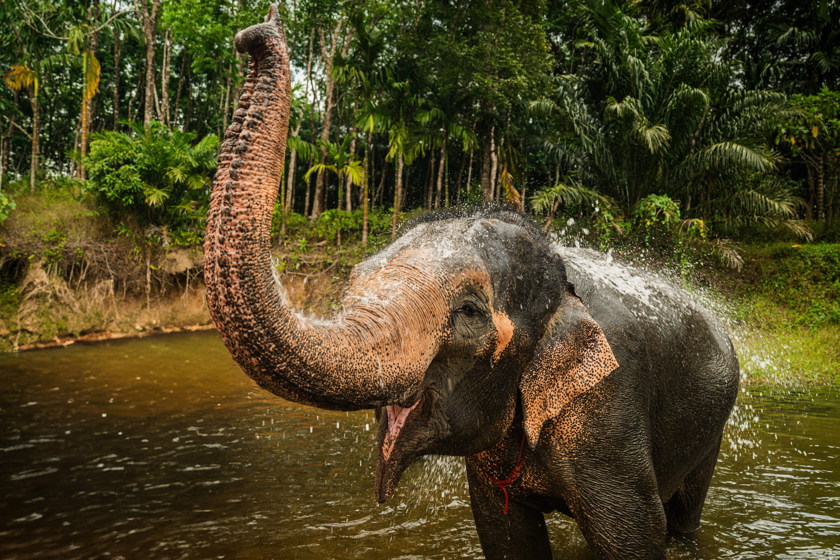 Explore More Elephant Care Program ( Driving Tour )