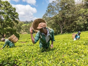Photography Tour of Kiambethu Tea Farm from Nairobi