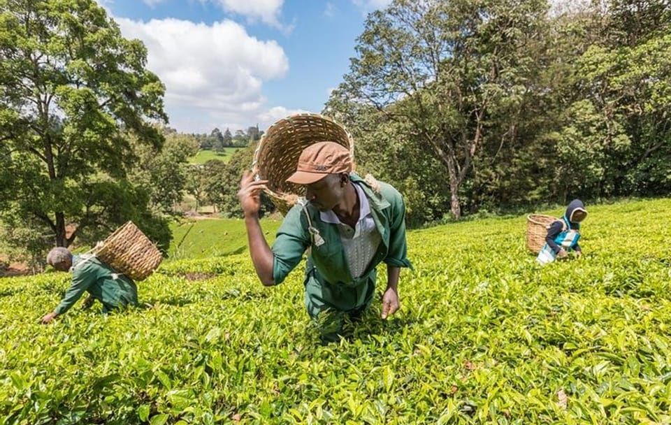 Photography Tour of Kiambethu Tea Farm from Nairobi