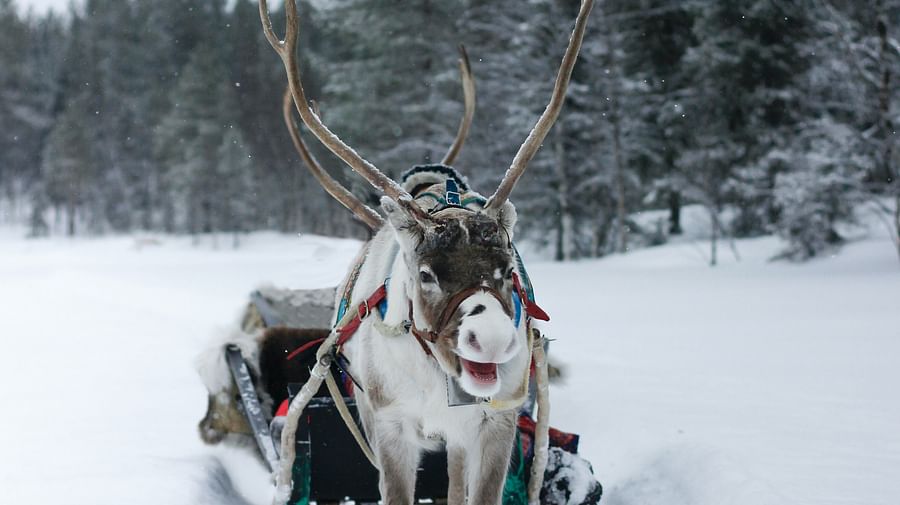 Reindeer Rideable Reindeer Safari Tour & 2.5 km Sled Ride (Reindeer Driving License ...