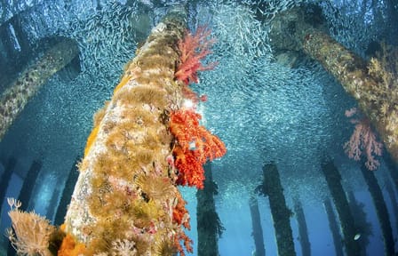 2 – Night Private Overnight Aqaba Independent Tour from Amman