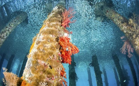 Private 2-Night Aqaba Tour from Amman with Accommodations