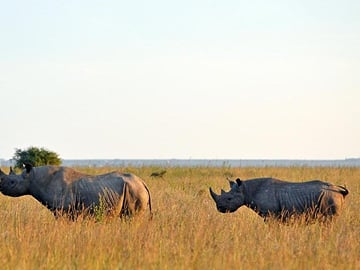 EARLY MORNING HALF DAY TOUR TO NAIROBI NATIONAL PARK