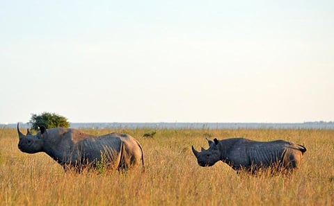 EARLY MORNING HALF DAY TOUR TO NAIROBI NATIONAL PARK