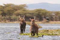 Lake Naivasha National park