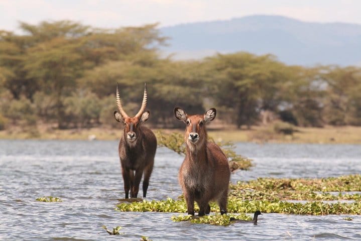 Lake Naivasha National park
