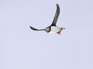 Seabird flying over the ocean during a Reykjavík whale and puffin watching adventure, where guests discover Iceland’s rich coastal wildlife.