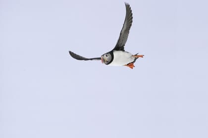 Whale Watching and Puffin Tour: Explore Iceland’s Wildlife from Old Harbour in Downtown Reykjavik