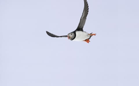 Whale Watching and Puffin Tour from Reykjavík's Old Harbour