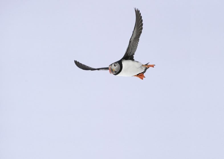 Seabird flying over the ocean during a Reykjavík whale and puffin watching adventure, where guests discover Iceland’s rich coastal wildlife.