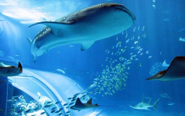 Okinawa and  Naha City Tour Custom One-Day Tour by Private Vehicle photo 2