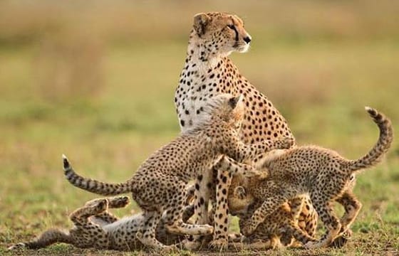 Manyara and Ngorongoro Crater