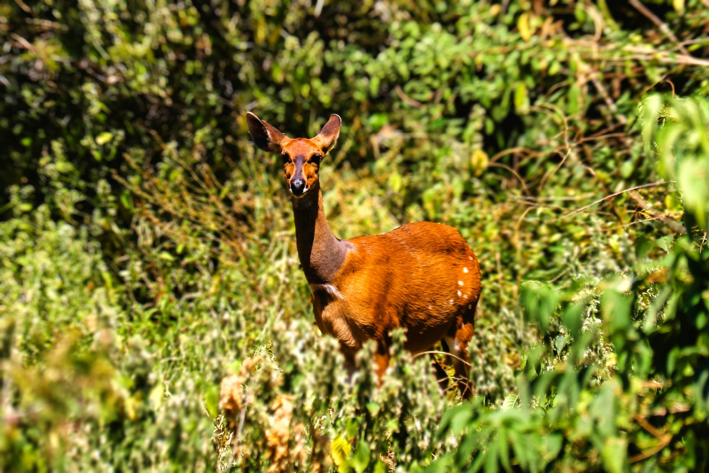 A brown bushbuck standing among green bushes in a Tanzanian national park.