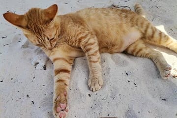 Khai Island From Phuket