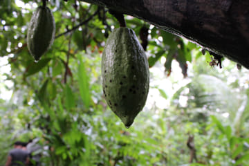 Private Half Day Cultural Tour of Ubud and Monkey Forest