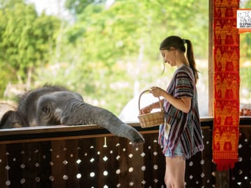 Feed Elephants at Elephant Jungle Sanctuary in Chiang Mai